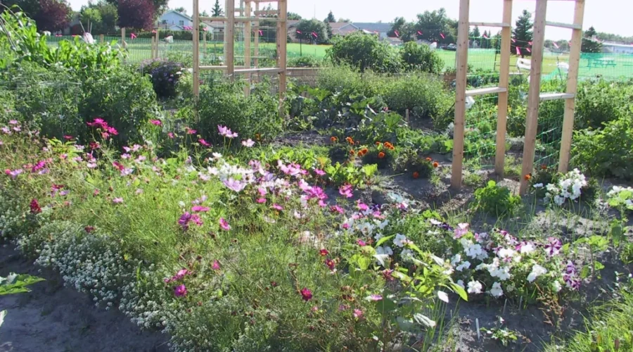 Community Garden Seeking Water