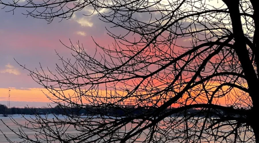 Silhouetted branches against the sunset