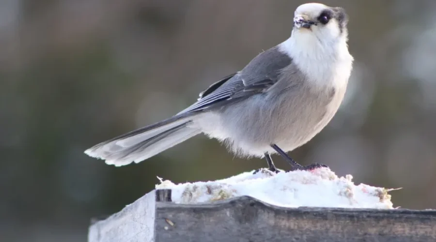 Whatcha lookin’ at, whiskeyjack?