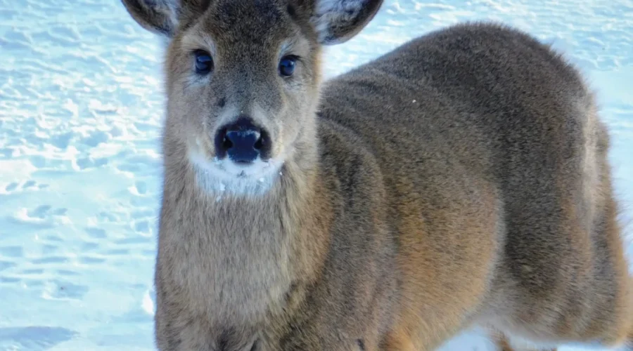 Not hard to fawn over this cutie!