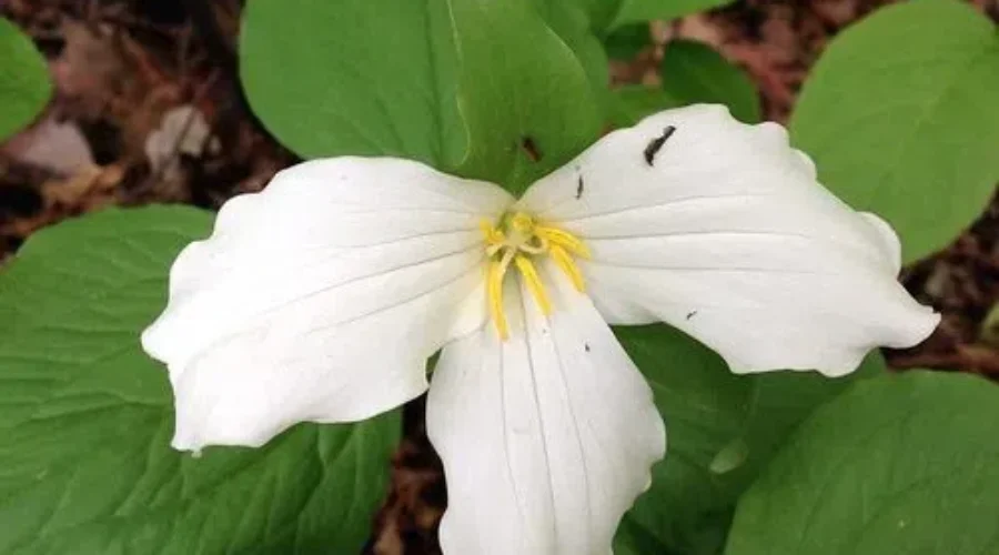 More Regions Move To Province’s Stage 2