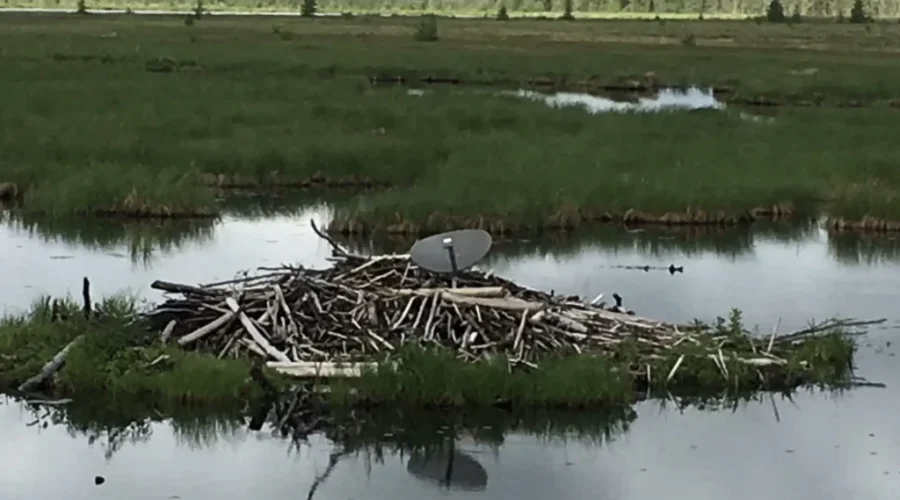 Wonder if this beaver dam gets good reception…