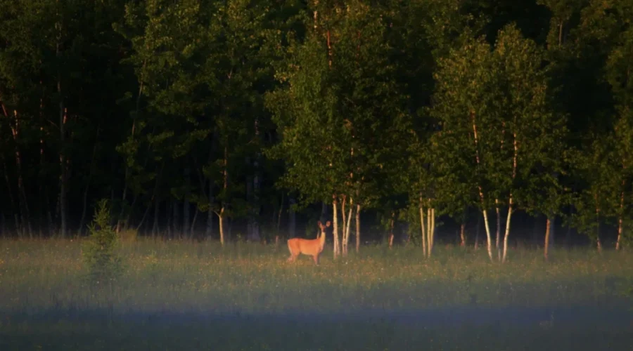 This deer knows how to practice physical distancing