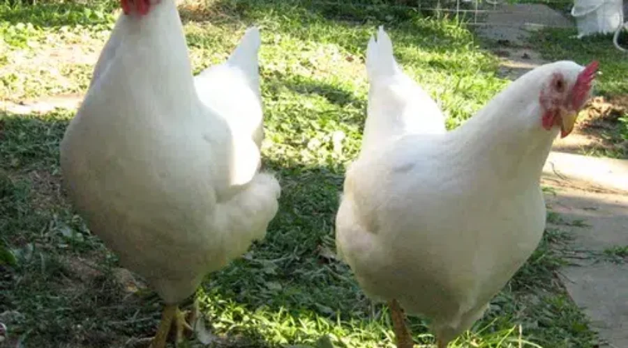 City Sets Deadline On Chicken Coups