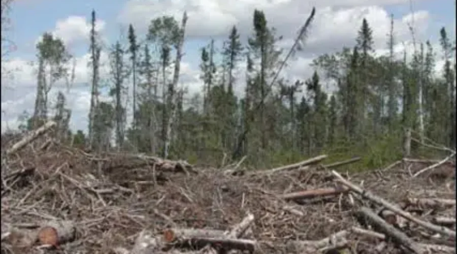 Opportunity For Fort Frances In Forest Industry Identified