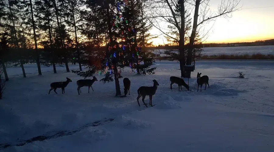 Winter Beauty In Emo