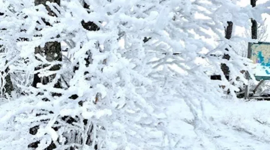 Snow Covered Branches