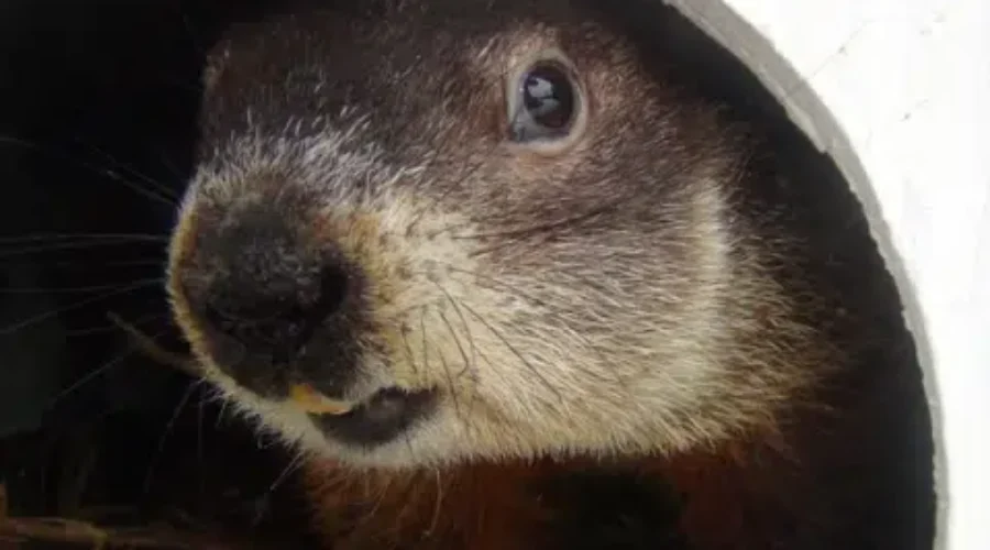 It’s Groundhog Day… Again