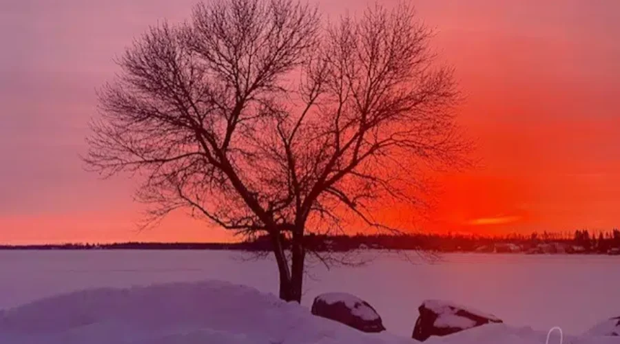 Tree Waiting For Sping