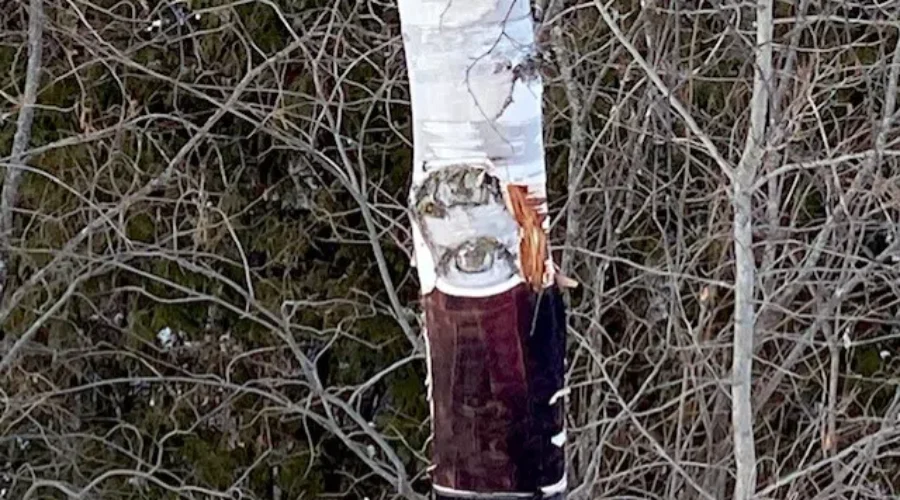 Whims Of Nature (Eyes On The Tree)