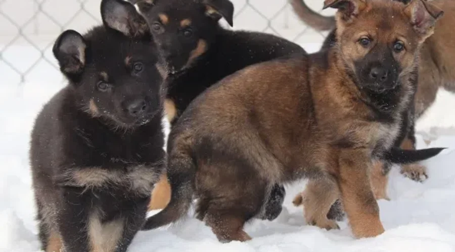 The RCMP Puppy Naming Contest