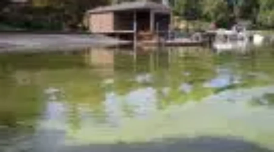 Meetings To Explore Ways Of Reducing Phosphorous Levels On Lake of The Woods