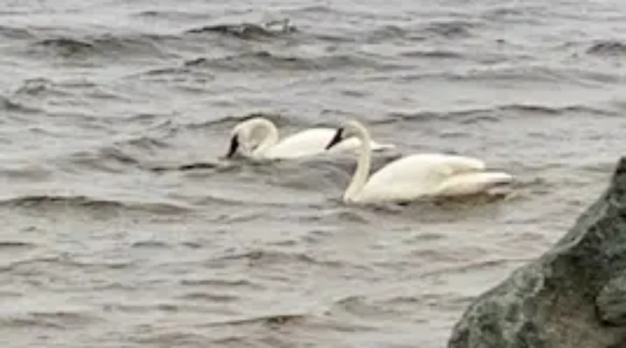 Swans Arriving For Spring In Fort Frances