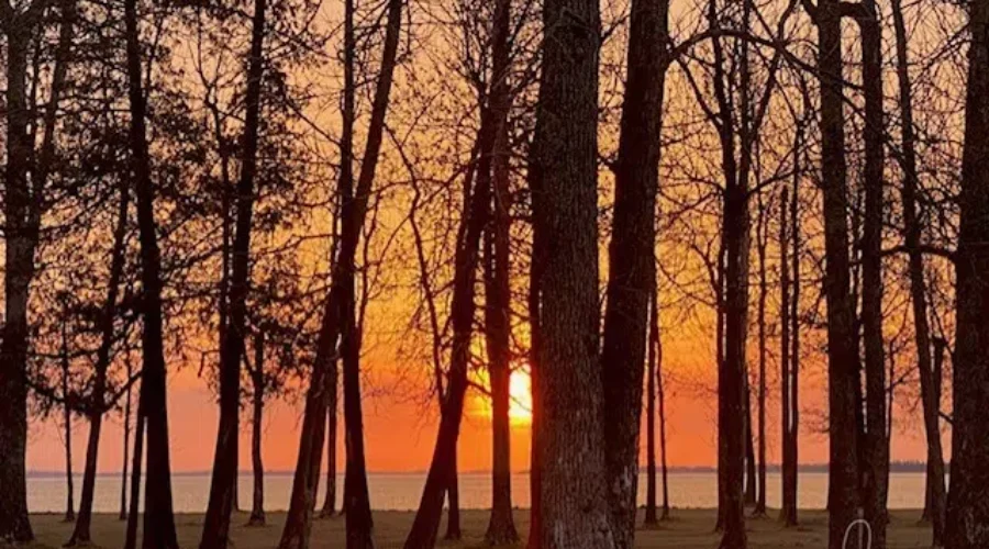 Sunrise By The Water And Through The Trees