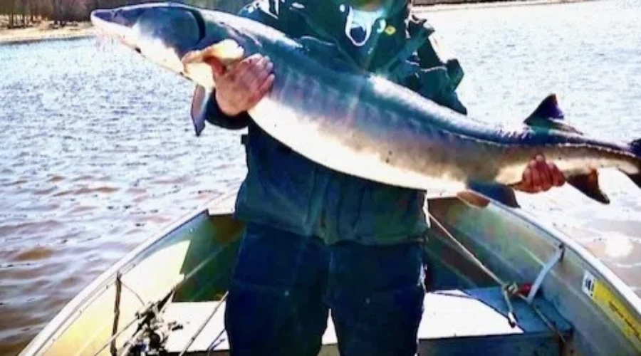 Playing Hooky In Order To Hook One