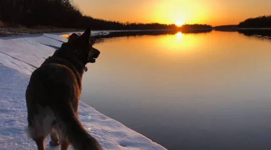 A German Shepherd Wondering…”What’s Going On With Rainy River Ice?”