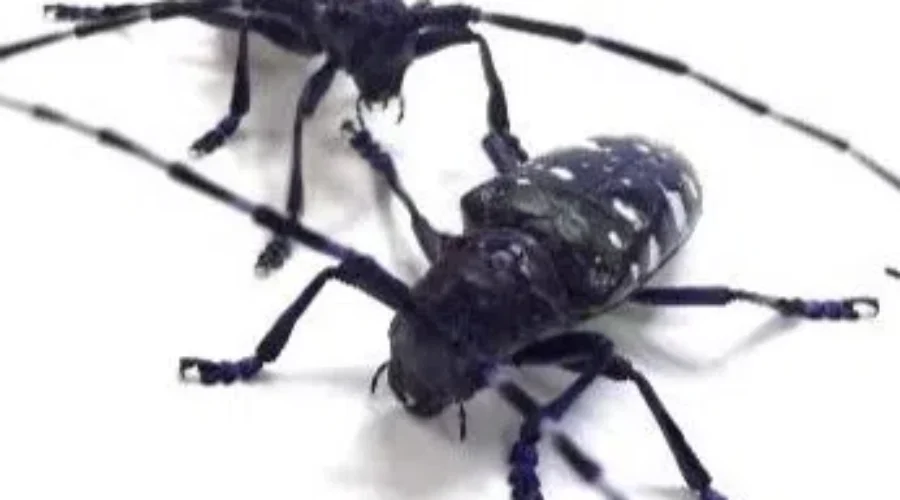 Researcher Advises On Invasive Species