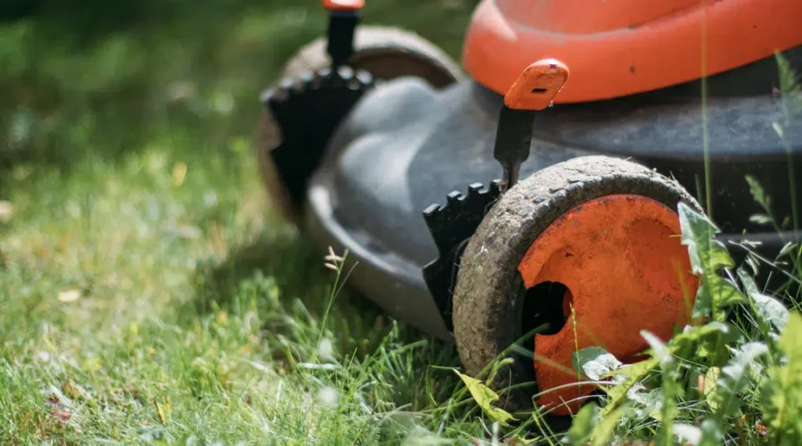 Help the Bees With Slow Mow May