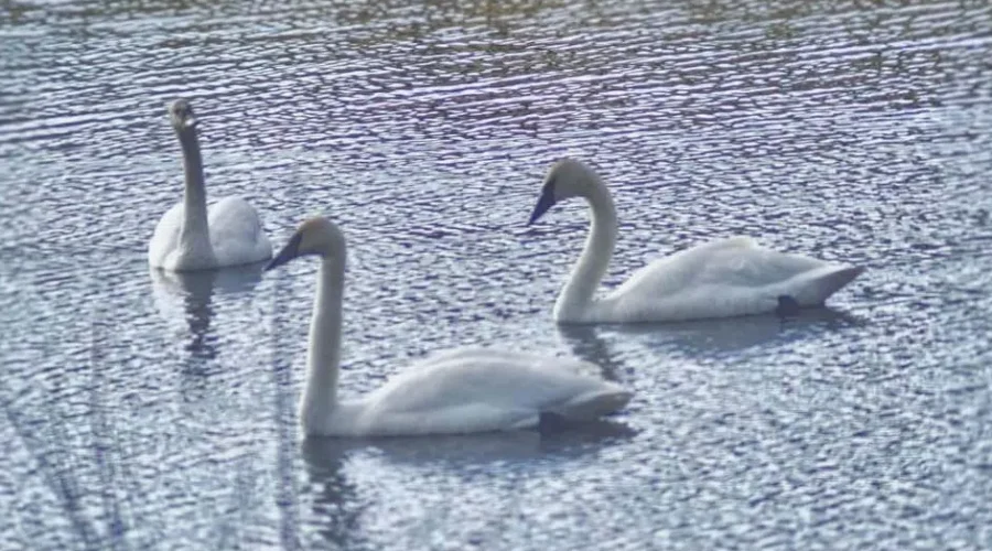 Swans In The Front Yard
