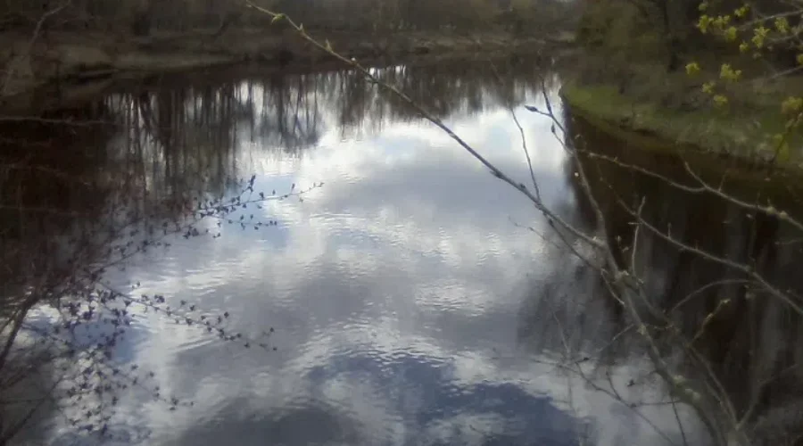 Water Through The Branches