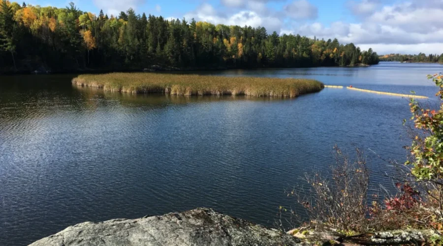 Cattail Removal Underway