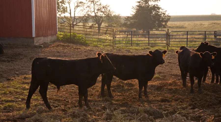 Dry Spell Impact Cattle Farmers In Rainy River District