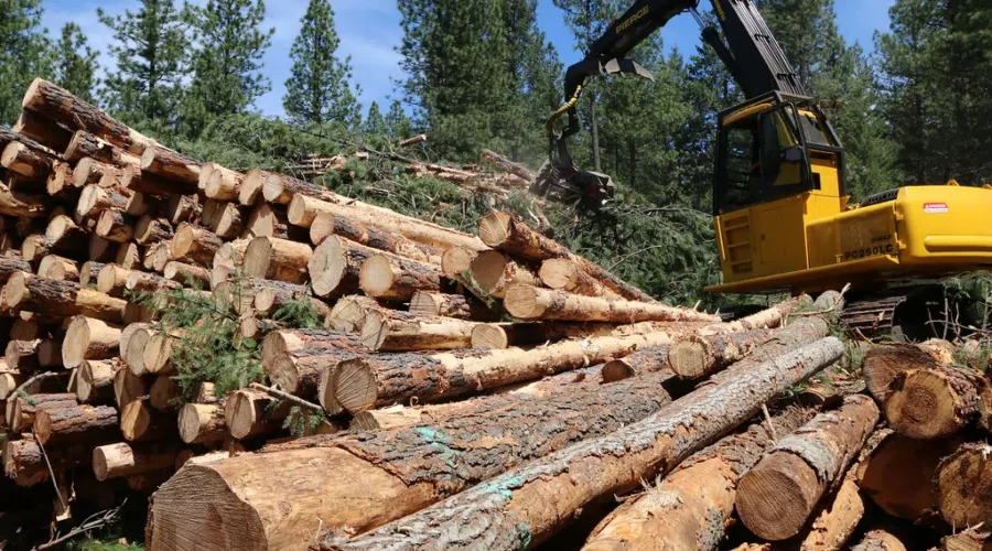 Restrictions Placed On Forest Industry