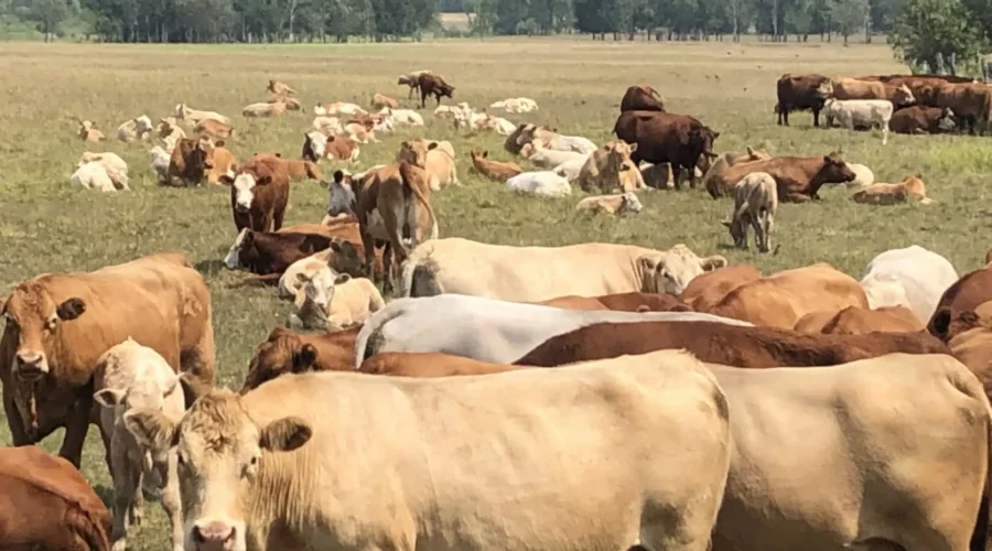 Cattle Farmers Still Recovering From Summer Drought