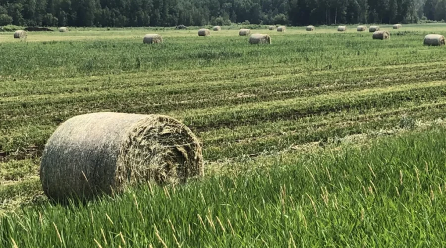 Emo/Alberton Support Area Farmers