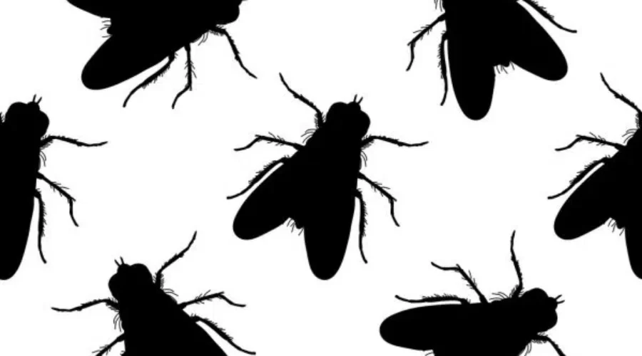 Help! We Are Overrun With Flies!