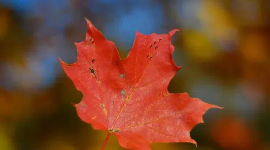 Day 31: Families, Cell Phones, Healthcare