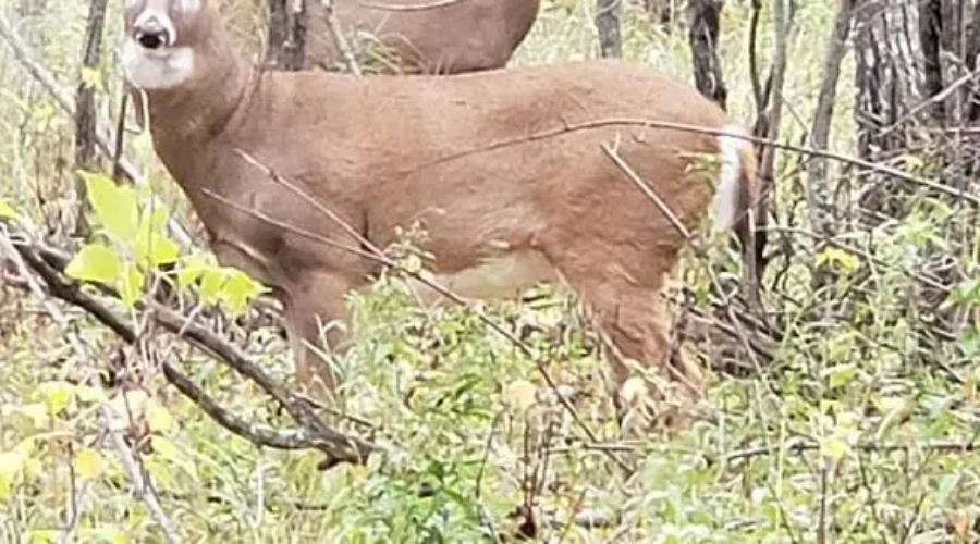 A Buck & Doe In The Woods