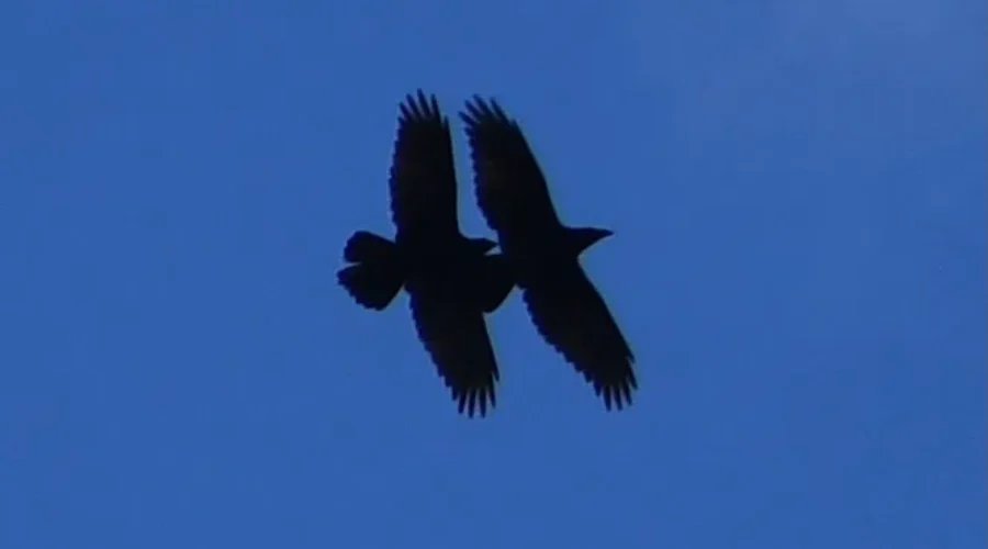 Eagles Mating High Above The Rainy River