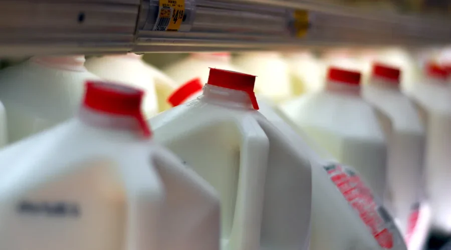 Dairy prices could spike in the New Year