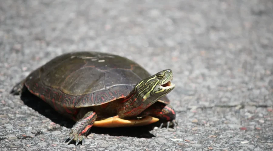 It’s Summer Break, Watch Our For Turtles