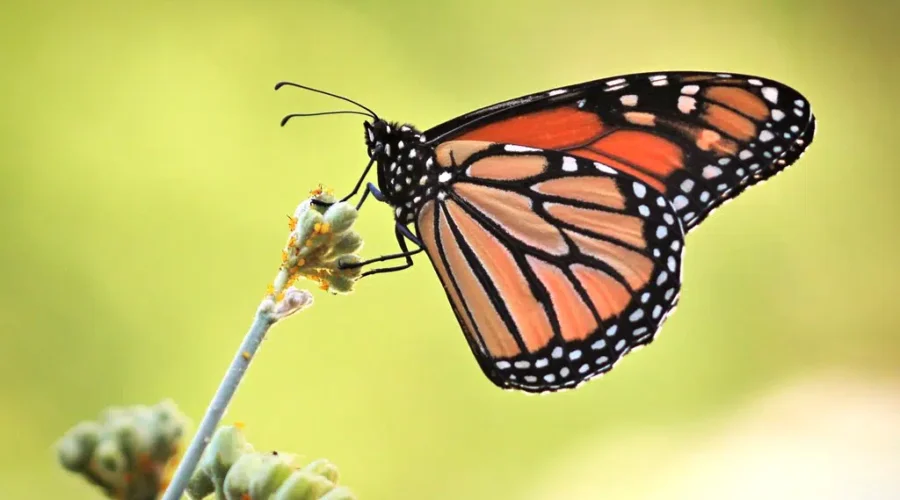 Monarch Butterflies Now On Endangered List
