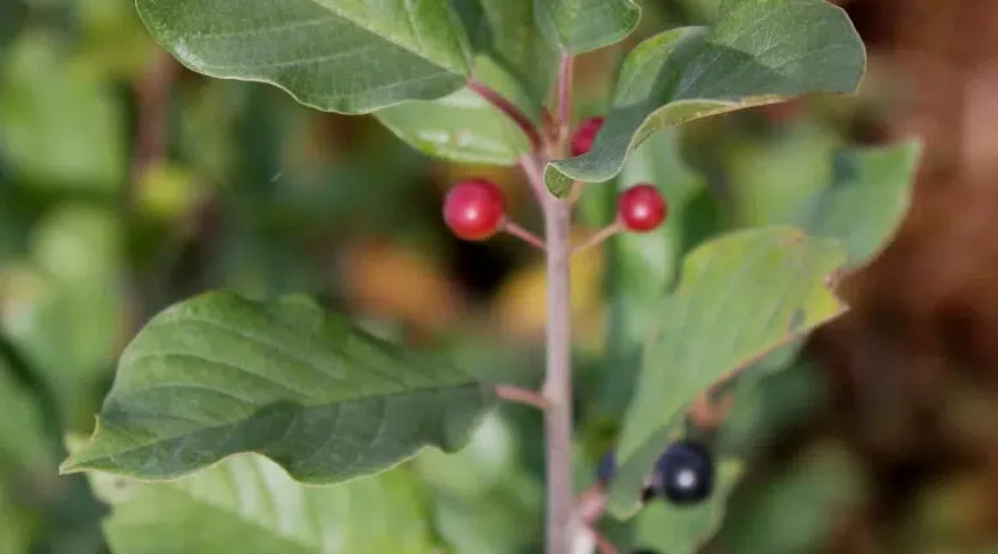Cutting Back Glossy Buckthorn