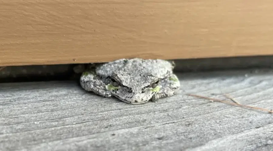 Creatures Around Rain Lake’s North Arm