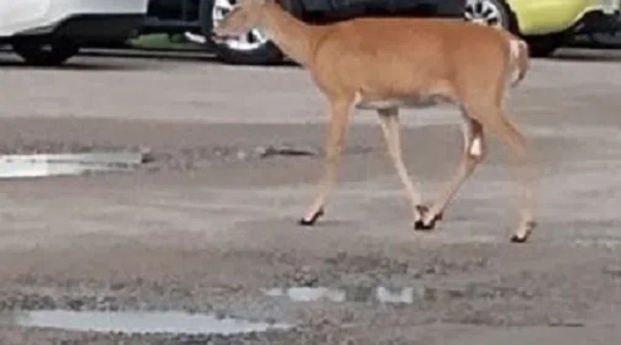 Deer Looking For A Parking Spot