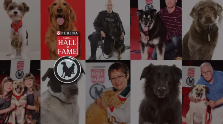 Acts Of Heroism Earn Spots In Purina Animal Hall of Fame