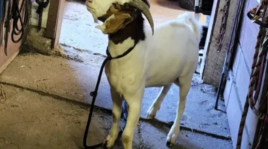 Goaty to Find A New Home