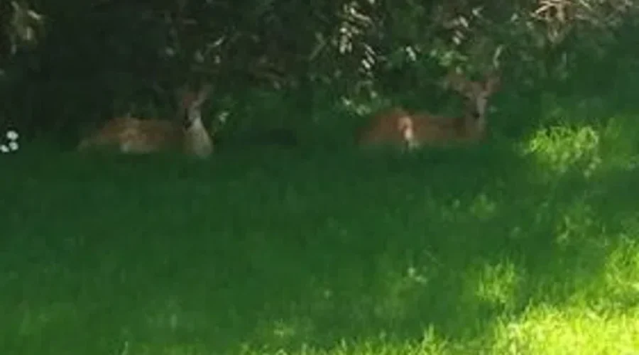 A Deer Of A Day In The Shade