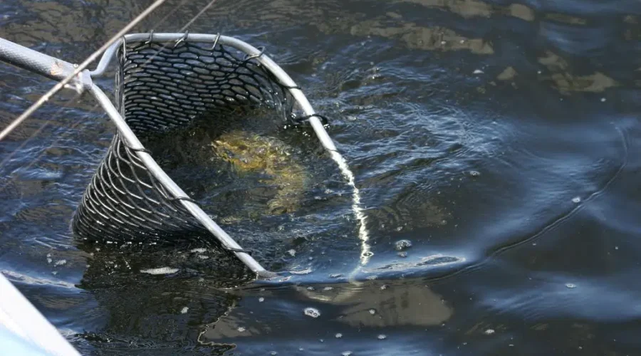 Big Fish Aids to First Day Lead