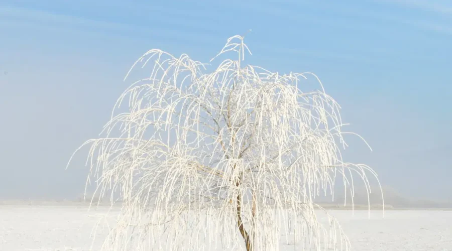 Old Farmer’s Almanac predicts a “frosty, frigid, freezing” winter