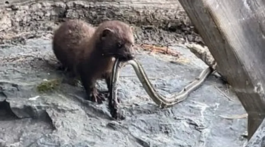 The Windy Point Hunter