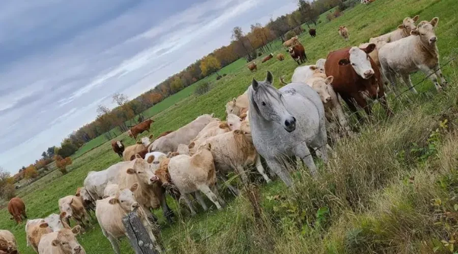 A Peaceful Herd