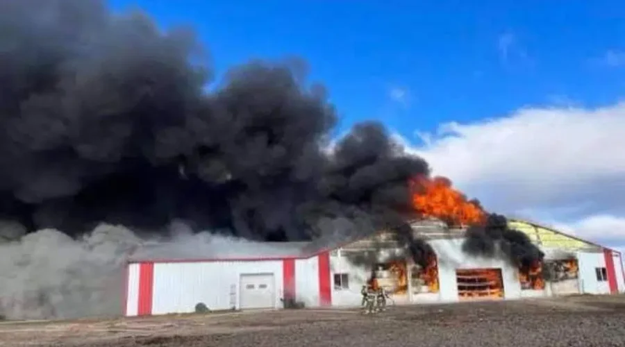 Farm Fire Redirects Cattle To Thunder Bay