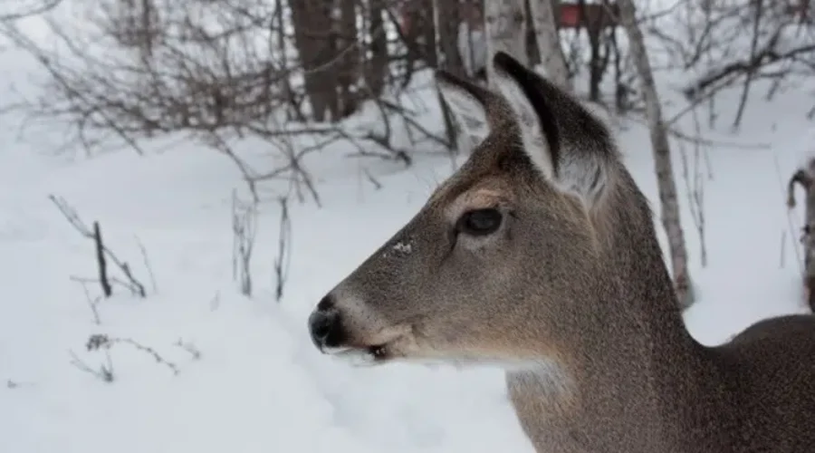 US Hunters Fined For Illegally Hunting Deer