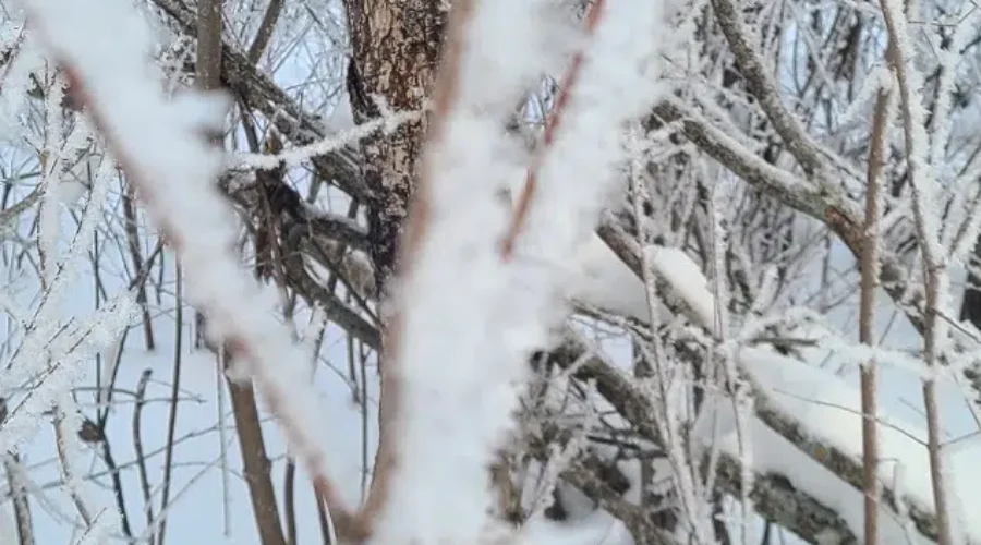 Winter Beauty On The 8th Street Trails