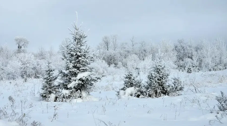 Fir Trees Dusted With Snow